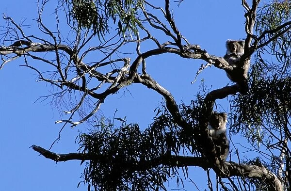 Koala - On partially defoliated Manna gum: habitat destruction caused by overpopulation, Kangaroo Island, South Australia JPF43041