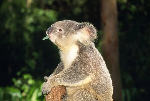 Koala - perched on tree chewing Eucalyptus leaf Australia