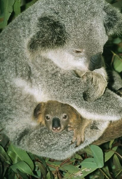 Koala PM 3455 With infant, Australia. Phascolaretos cinereus © Pat Morris  /  ARDEA LONDON