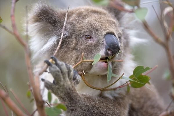 Koala - portrait of an adult feeding on the tough, toxic and low-nutritioned leaves of an eucalypt tree - Otway National Park, Victoria, Australia