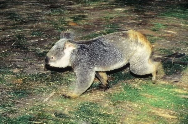 Koala - running on ground