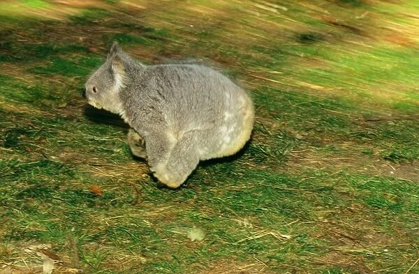 Koala - Running on ground, Australia JPF29917
