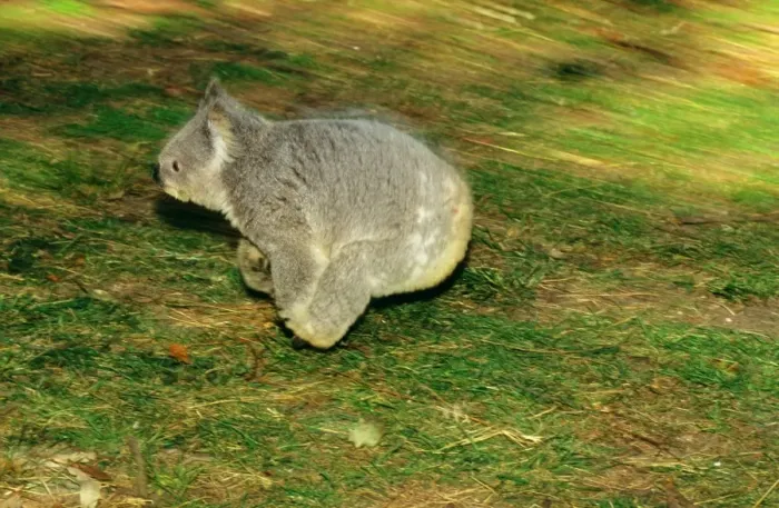 Framed Print : Koala - Running on ground, Australia JPF29917 Framed Print : Koala - Running on ground, Australia JPF29917