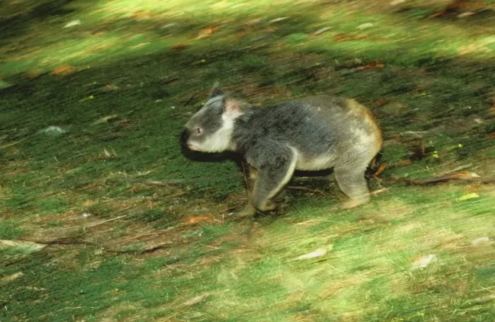 Framed Print : Koala - Running on ground - Australia JPF29918 Framed Print : Koala - Running on ground - Australia JPF29918