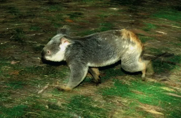 Framed Print : Koala - Running along ground - Eastern Australia JPF55114 Framed Print : Koala - Running along ground - Eastern Australia JPF55114