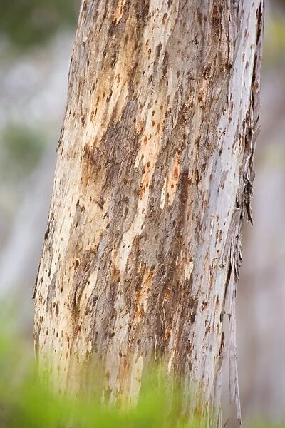 Koala scratch marks - deep marks on a Manna Gum Tree, made by Koala's tough and sharp claws. They are necessary to climb the trees safely - Cape Otway, Victoria, Australia