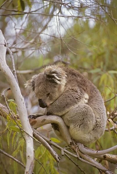 Koala - Sleeping Australia