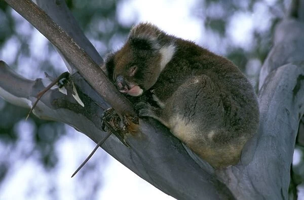 Koala - Sleeping in fork of tree - Kangaroo Island, South Australia JPF40994
