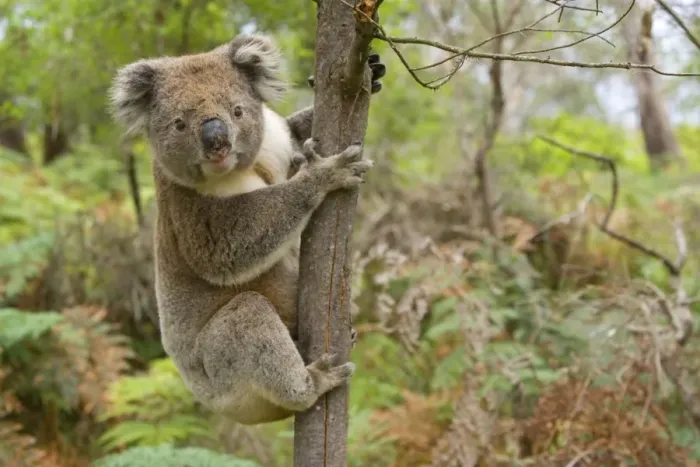 Framed Print : Koala - strong male Koala about to climb a slim tree. Male Koalas mark the ground and tree trunks in their territory with urine and secretions from a chest gland Framed Print : Koala - strong male Koala about to climb a slim tree. Male Koalas mark the ground and tree trunks in their territory with urine and secretions from a chest gland