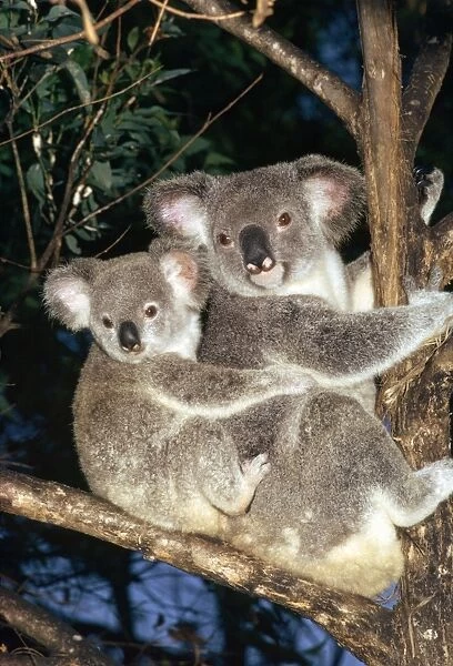 Koala - in tree with baby