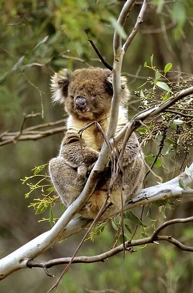 Koala - In tree - Kangaroo Island - South Australia JPF40520