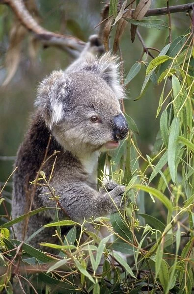 Koala Victoria, Australia