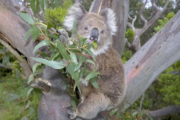 Koala - wideangle shot of an adult feeding on the tough, toxic and low-nutritioned leaves of an eucalypt tree - Otway National Park, Victoria, Australia