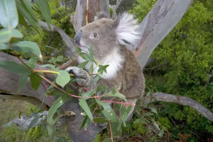 Framed Print : Koala - wideangle shot of an adult feeding on the tough, toxic and low-nutritioned leaves of an eucalypt tree - Otway National Park, Victoria, Australia Framed Print : Koala - wideangle shot of an adult feeding on the tough, toxic and low-nutritioned leaves of an eucalypt tree - Otway National Park, Victoria, Australia