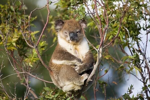 Koala A wild animal resting by day along Cape Liptrap coastal walking track, southern Victoria, Australia