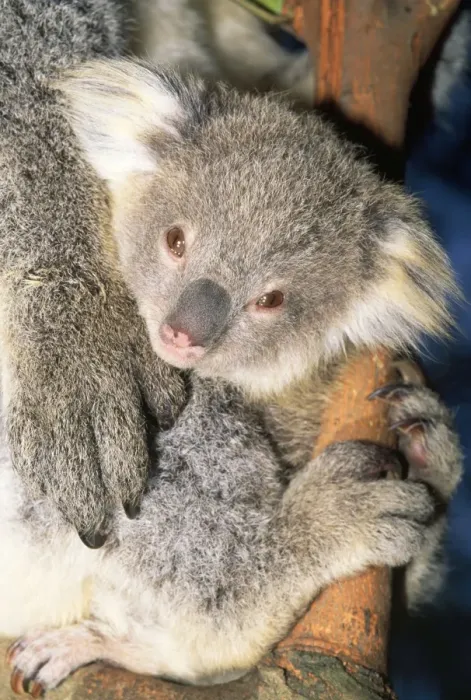 Framed Print : Koala - young Framed Print : Koala - young