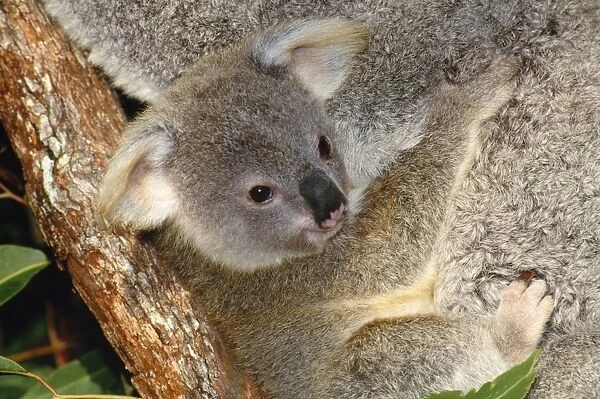 Koala - young clings to mother's fur Australia