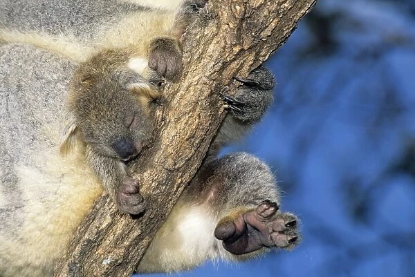 Koala - young held by mother against a branch, Australia JPF29907