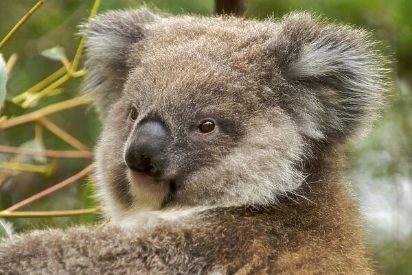 Koala - young - Victoria - Australia