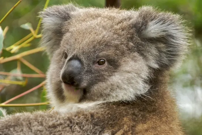 Framed Print : Koala - young - Victoria - Australia Framed Print : Koala - young - Victoria - Australia