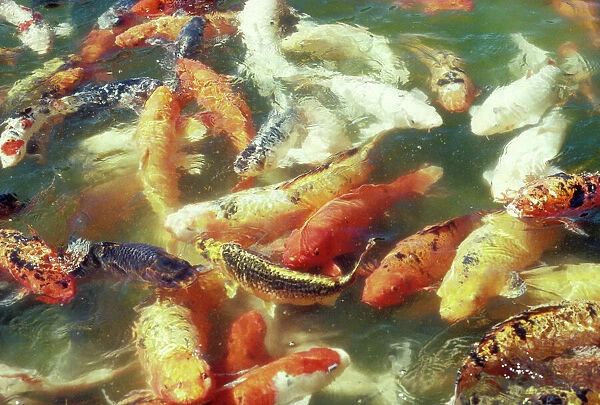 Koi Carp In pond. Raised in large ponds in Japan