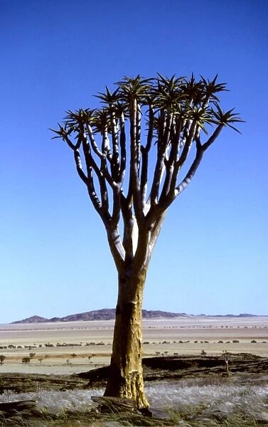 Kokerboom  /  Quiver  /  Aloe Tree CRH 906 Grass plains of the Pro-Namib, Namibia The bushmen used its bark to make their quivers Aloe dichotoma © Chris Harvey  /  ardea. com