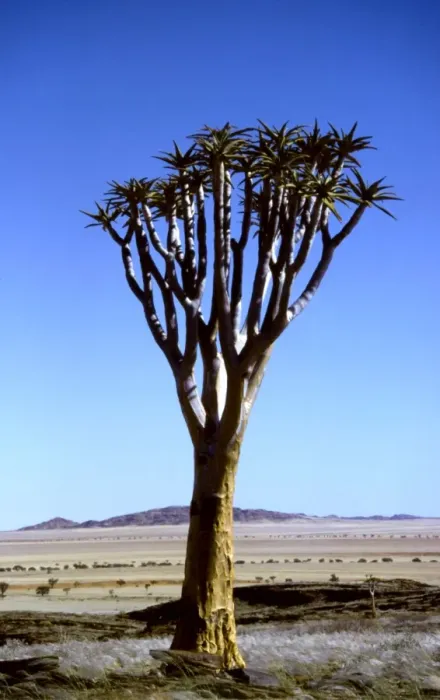 Framed Print : Kokerboom / Quiver / Aloe Tree CRH 906 Grass plains of the Pro-Namib, Namibia The bushmen used its bark to make their quivers Aloe dichotoma © Chris Harvey / ardea. com Framed Print : Kokerboom / Quiver / Aloe Tree CRH 906 Grass plains of the Pro-Namib, Namibia The bushmen used its bark to make their quivers Aloe dichotoma © Chris Harvey / ardea. com