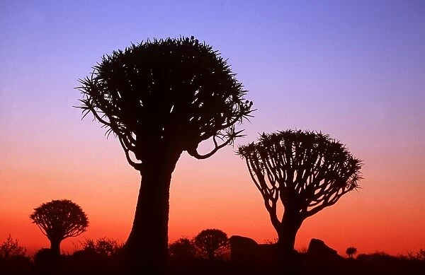 Kokerboom  /  Quiver  /  Aloe Tree - forest after sunset