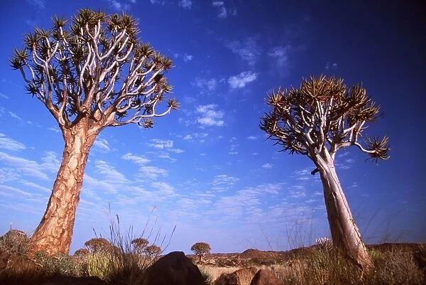 Kokerboom  /  Quiver  /  Aloe Trees - forest