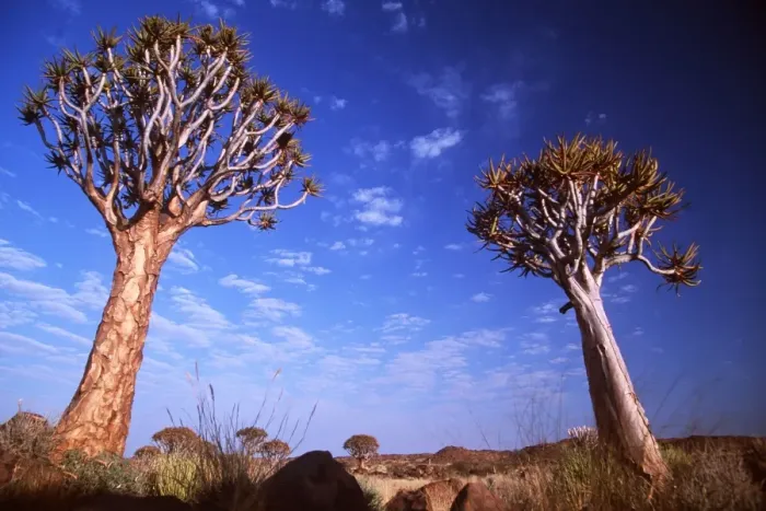 Framed Print : Kokerboom / Quiver / Aloe Trees - forest Framed Print : Kokerboom / Quiver / Aloe Trees - forest