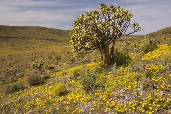 Kokerboom  /  Quiver Tree (Aloe dichotoma) forest in a flowery spring, on the Bokkeveld plateau, Northern Cape, South Africa