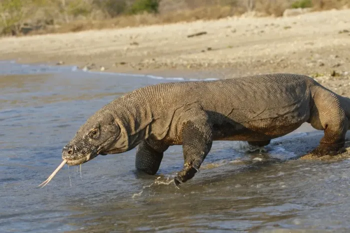 Framed Print : Komodo dragon - on beach entering sea. Komodo Island - Indonesia