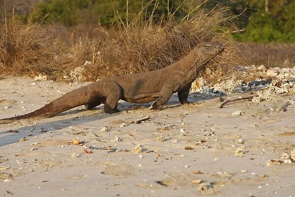 Komodo dragon - on beach. Komodo Island - Indonesia
