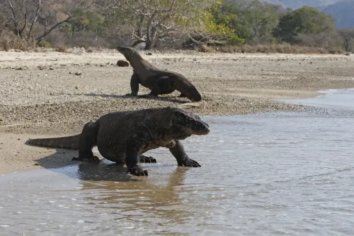 Framed Print : Komodo dragon - two on beach. Komodo Island - Indonesia Framed Print : Komodo dragon - two on beach. Komodo Island - Indonesia