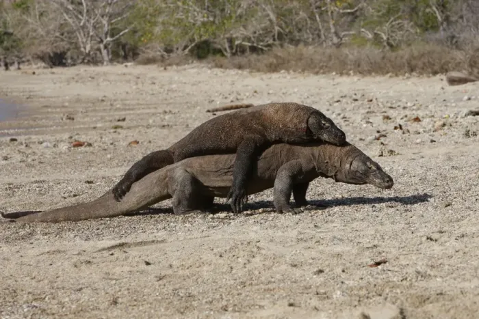 Framed Print : Komodo dragon - two on beach - rivalry / aggression. Komodo Island - Indonesia Framed Print : Komodo dragon - two on beach - rivalry / aggression. Komodo Island - Indonesia