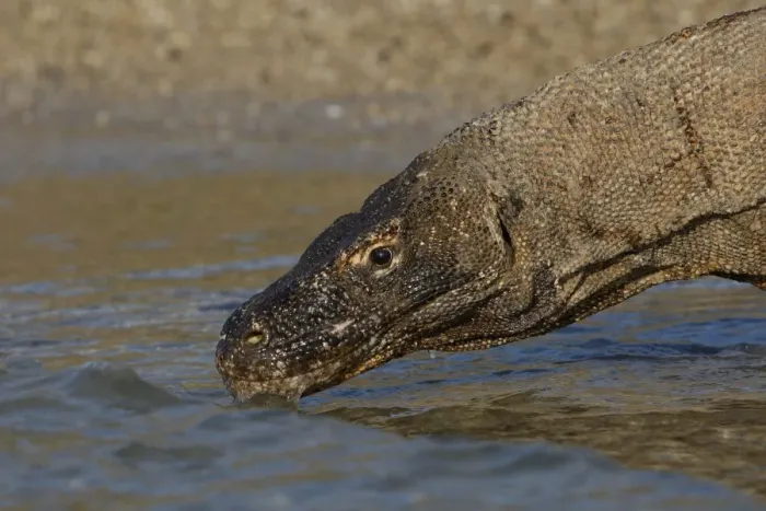 Framed Print : Komodo dragon - drinking. Komodo Island - Indonesia Framed Print : Komodo dragon - drinking. Komodo Island - Indonesia