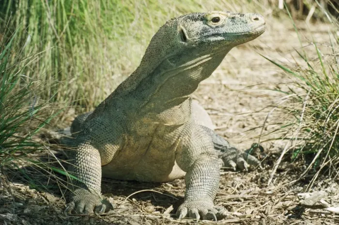 Framed Print : Komodo Dragon - endangered Komodo Islands, Indonesia