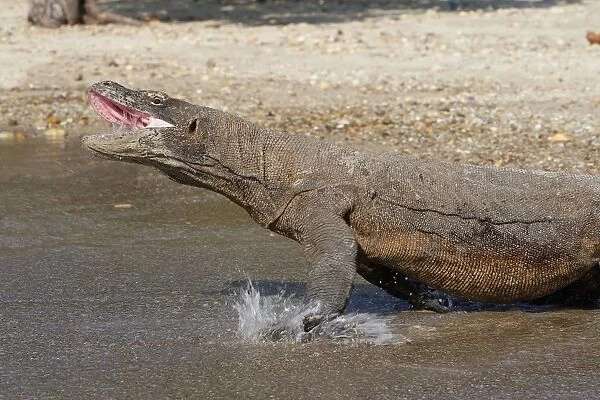 Komodo dragon - entering water with mouth open - aggressive. Komodo Island - Indonesia