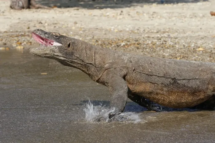 Framed Print : Komodo dragon - entering water with mouth open - aggressive. Komodo Island - Indonesia Framed Print : Komodo dragon - entering water with mouth open - aggressive. Komodo Island - Indonesia