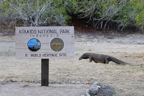Komodo dragon - at entrance to Komodo National Park - Rinca island - Indonesia