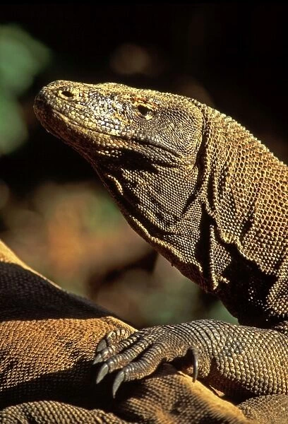 Komodo Dragon - Komodo Island - Indonesia
