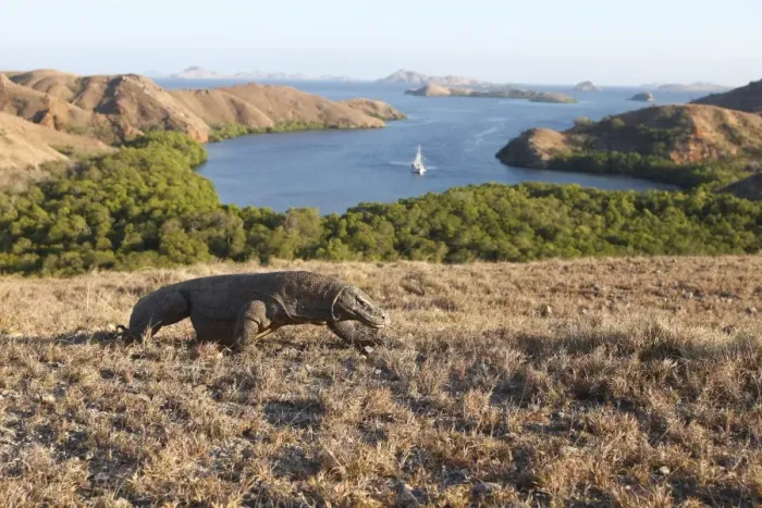 Framed Print : Komodo dragon - Komodo National Park with view across islands - Rinca island - Indonesia Framed Print : Komodo dragon - Komodo National Park with view across islands - Rinca island - Indonesia
