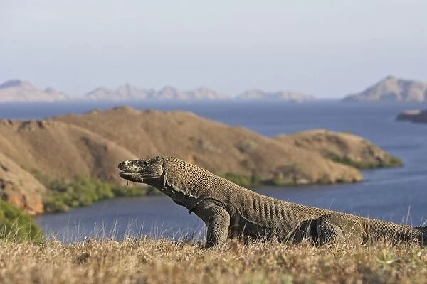 Komodo dragon - with a Look out from Rinca island to other islands - National park of Komodo - Indonesia