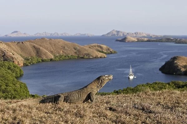 Komodo dragon - at look out from Rinca island to other islands - National park of Komodo - Indonesia