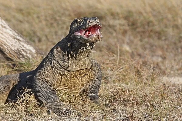 Komodo Dragon - mouth open. Rinca Island - Indonesia
