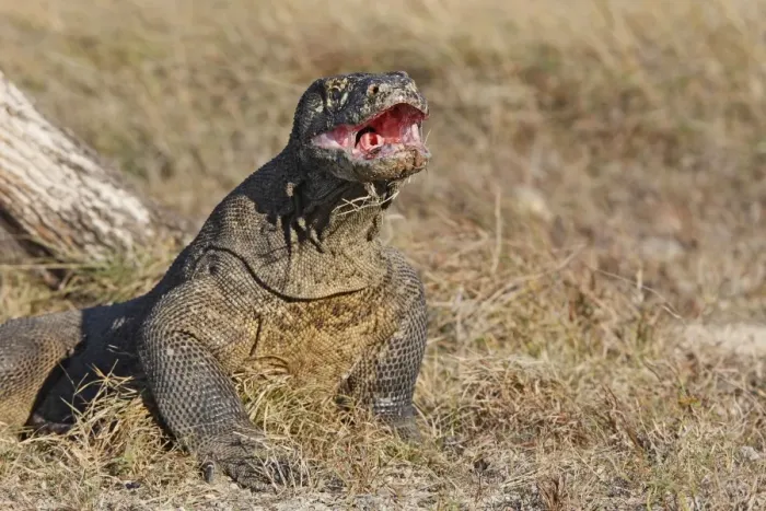 Framed Print : Komodo Dragon - mouth open. Rinca Island - Indonesia Framed Print : Komodo Dragon - mouth open. Rinca Island - Indonesia