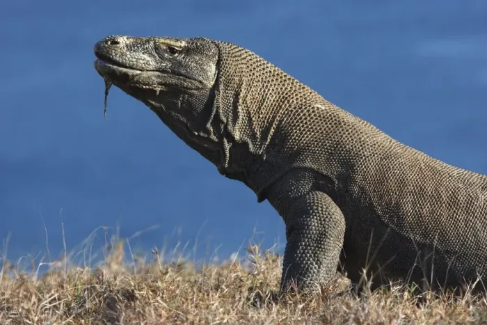 Framed Print : Komodo Dragon. Rinca Island - Indonesia Framed Print : Komodo Dragon. Rinca Island - Indonesia
