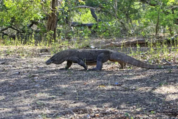 Framed Print : Komodo dragon - Rinca island - Indonesia Framed Print : Komodo dragon - Rinca island - Indonesia