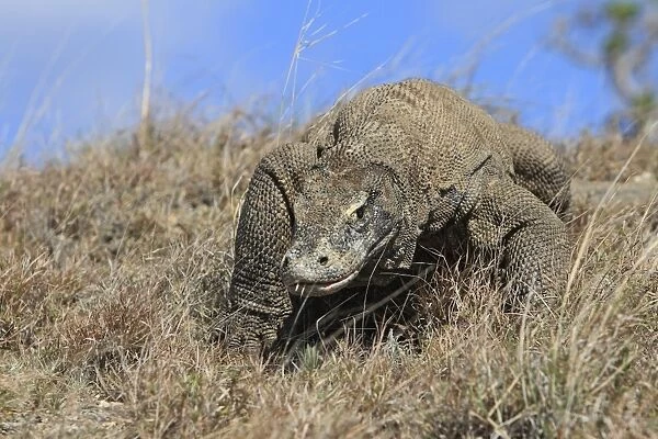 Komodo dragon - Rinca island - Indonesia