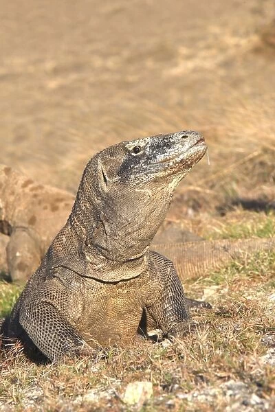Komodo dragon - Rinca island - Indonesia
